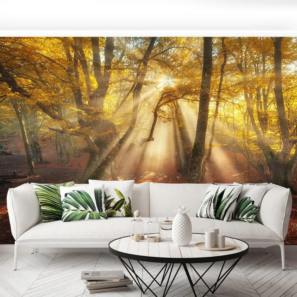 Fototapet Magic Forest