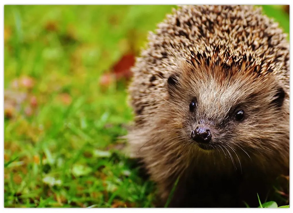 Tablou cu arici (70x50 cm)