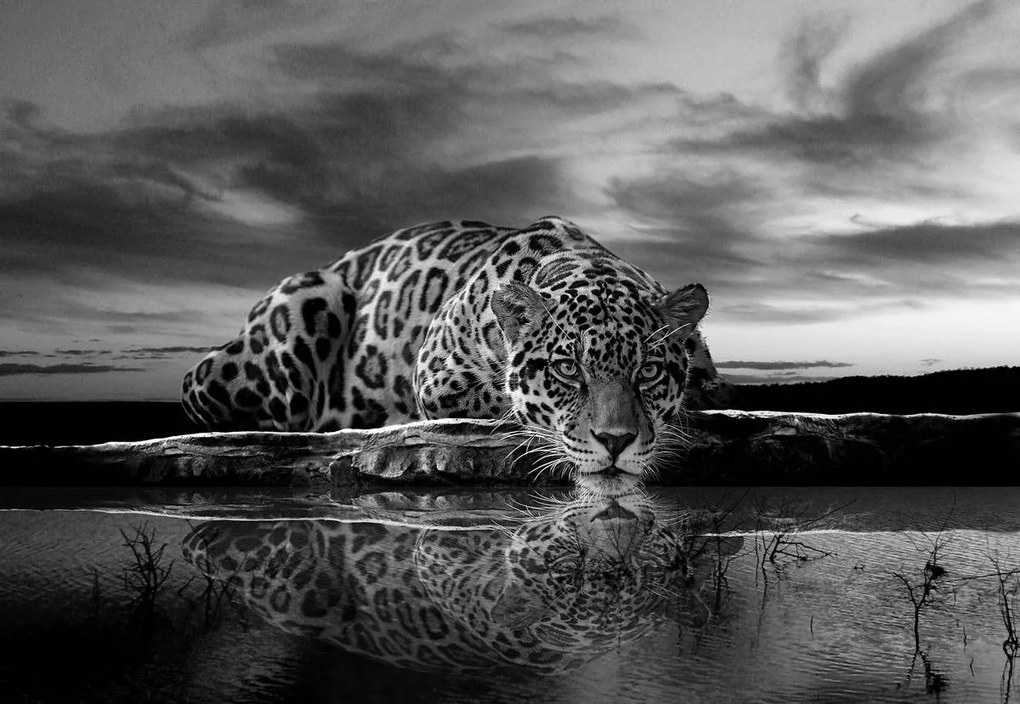 Fototapet - Jaguar târâtor în alb și negru (152,5x104 cm)