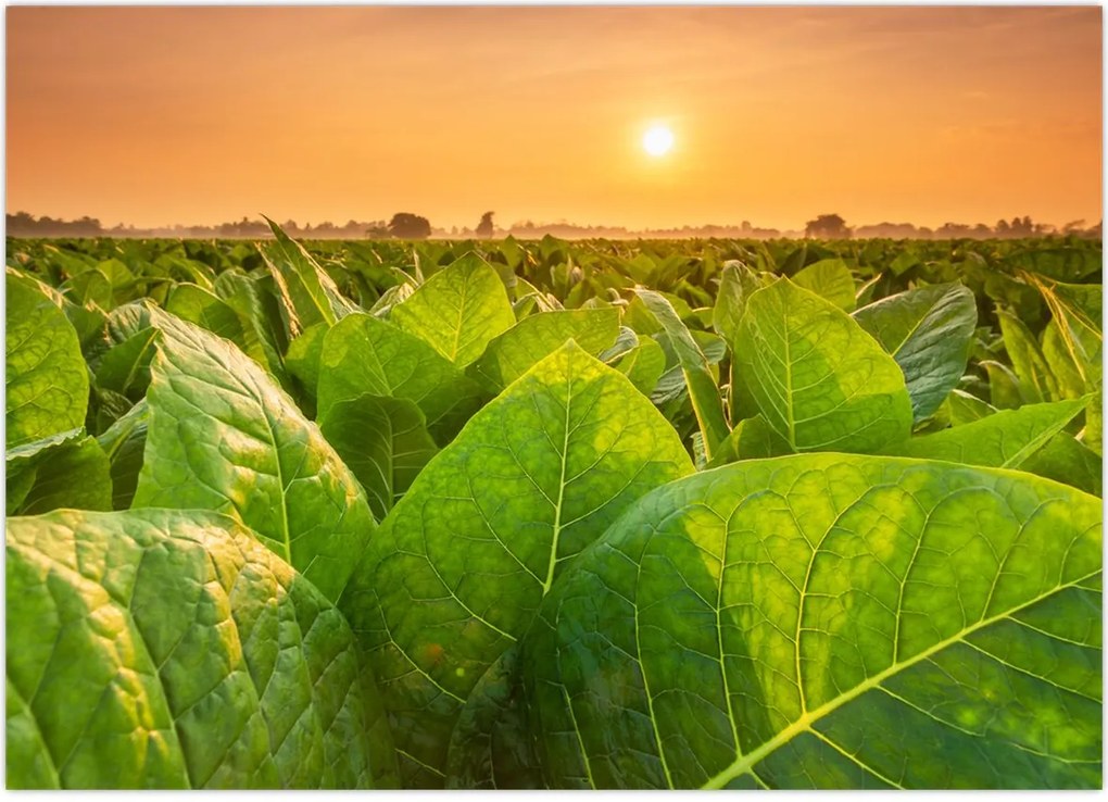 Tablou - Câmp (70x50 cm)