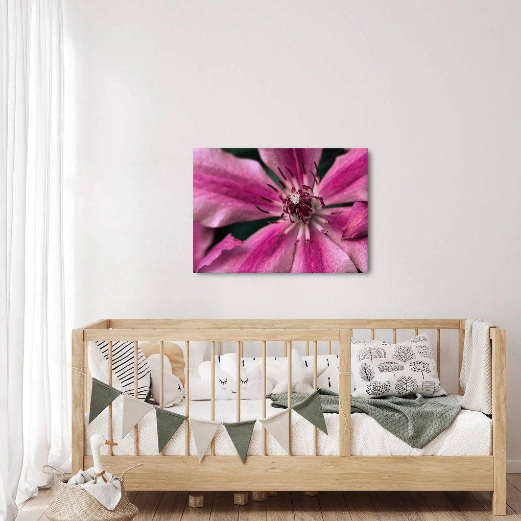 Tablou cu floarea roz de clematis (70x50 cm)