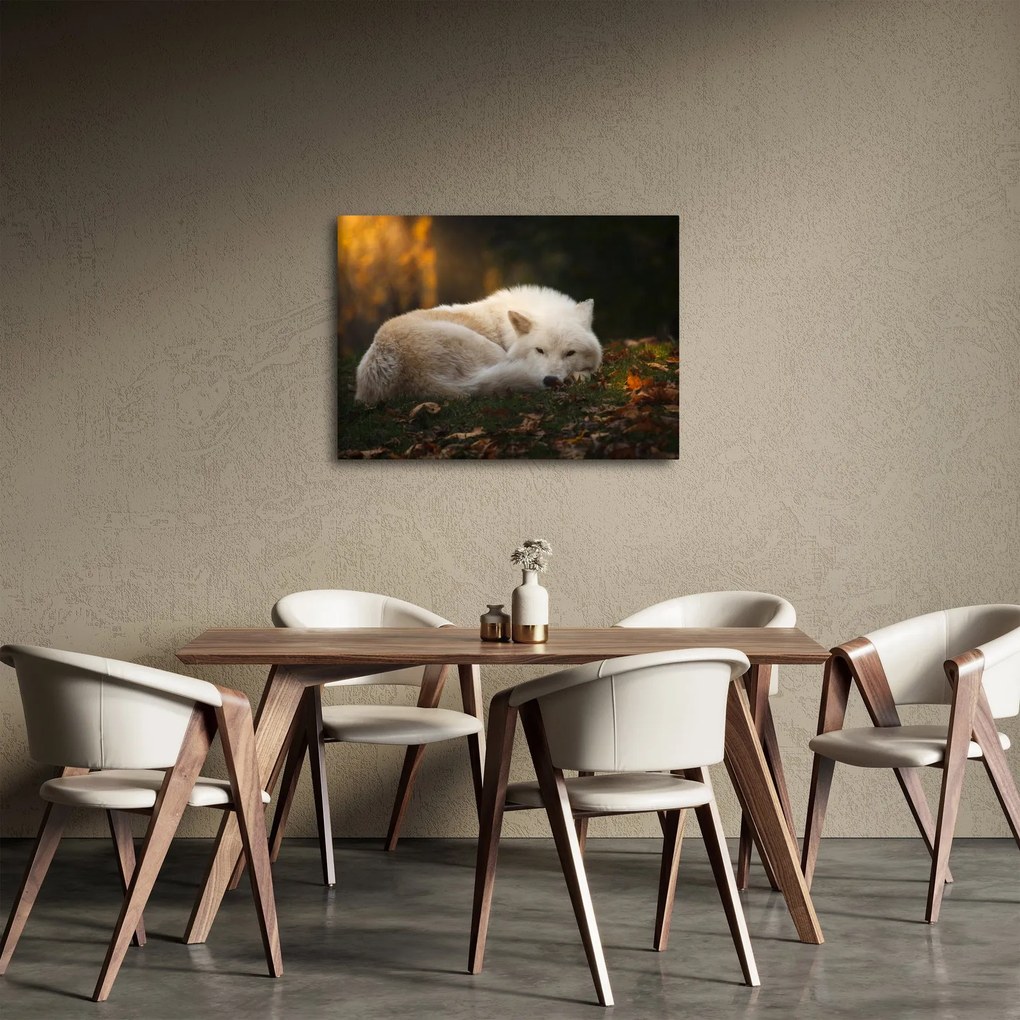 Tablou - Lupul care se odihnește (70x50 cm)