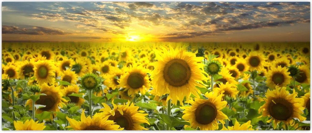 Tablou - Floarea-soarelui la apus de soare (120x50 cm)
