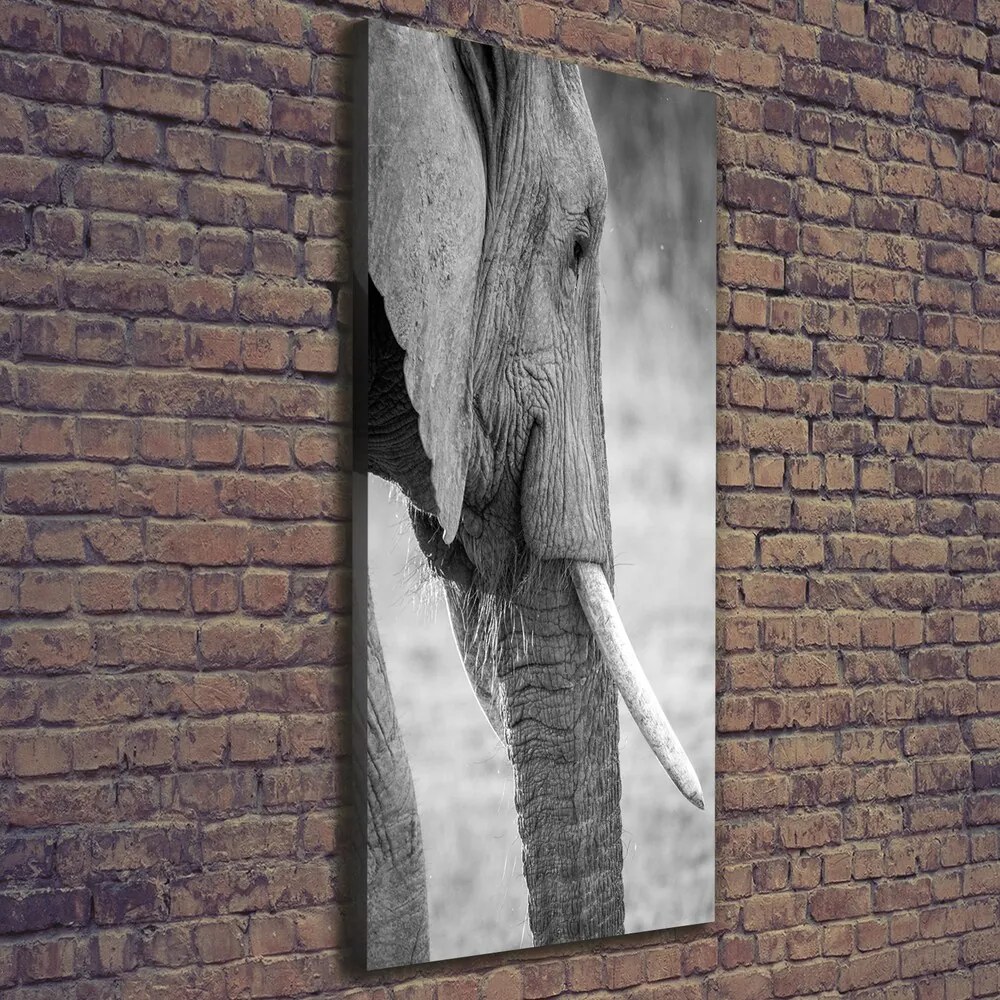 Tablou pe pânză canvas Elefant