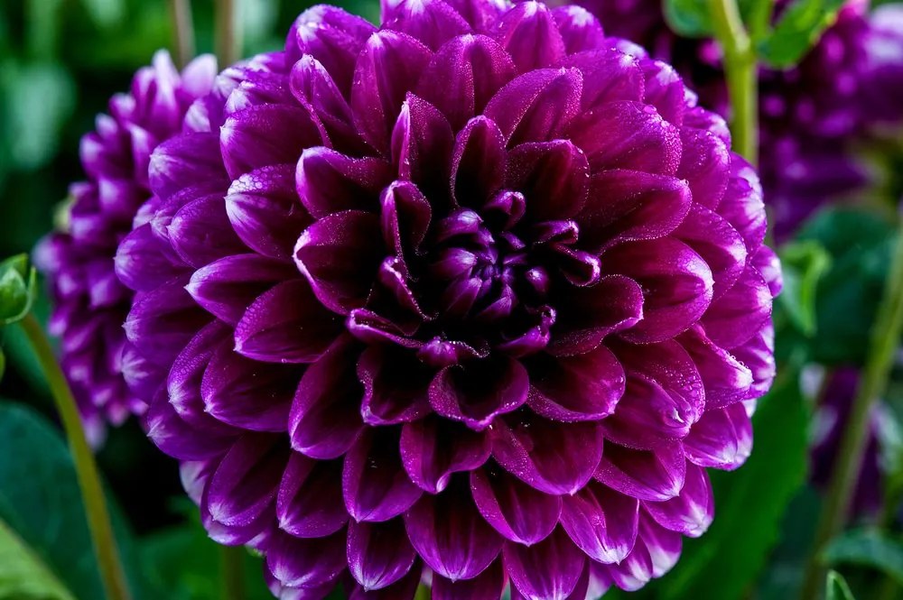 Fototapet autoadeziv floare violetă frumoasă
