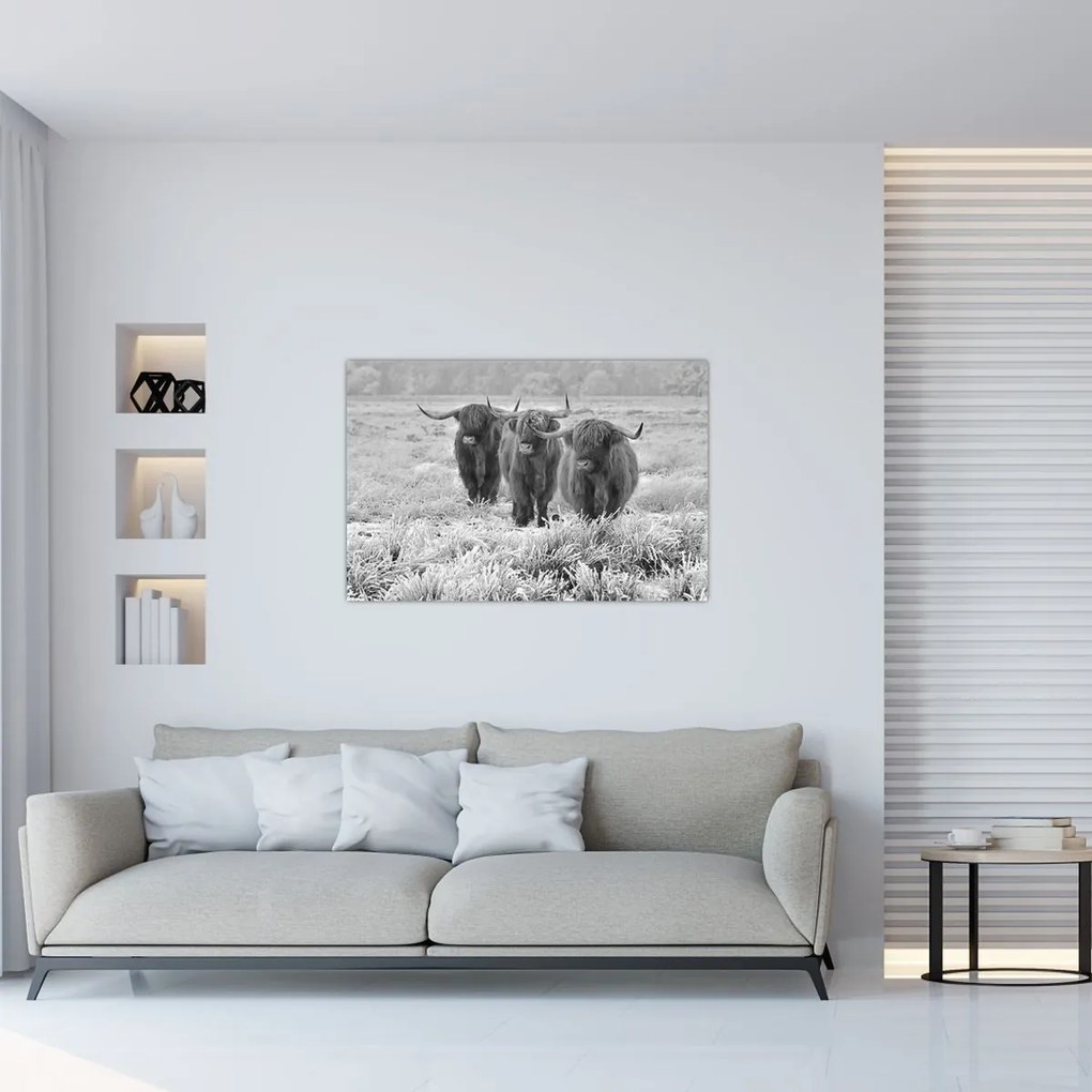 Tablou - Vaci scoțiene,alb-negru (90x60 cm)