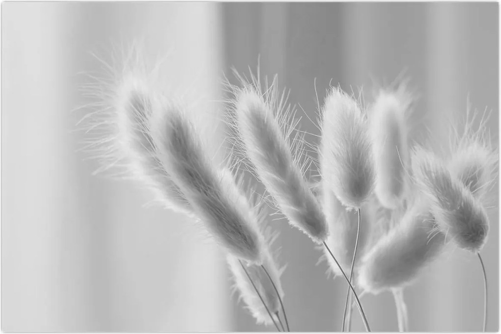 Tablou - Iarbă de coadă de iepure (90x60 cm)