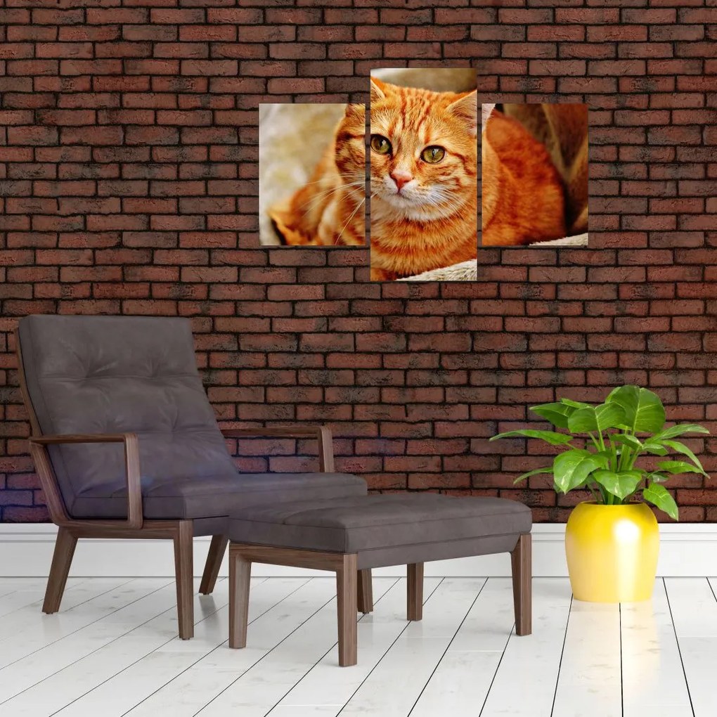 Tablou - Pisica tolenită (90x60 cm)