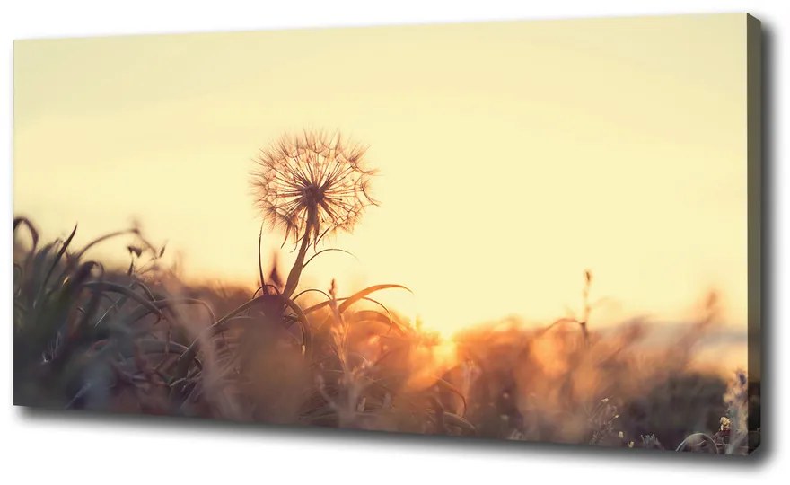 Tablou canvas Păpădie