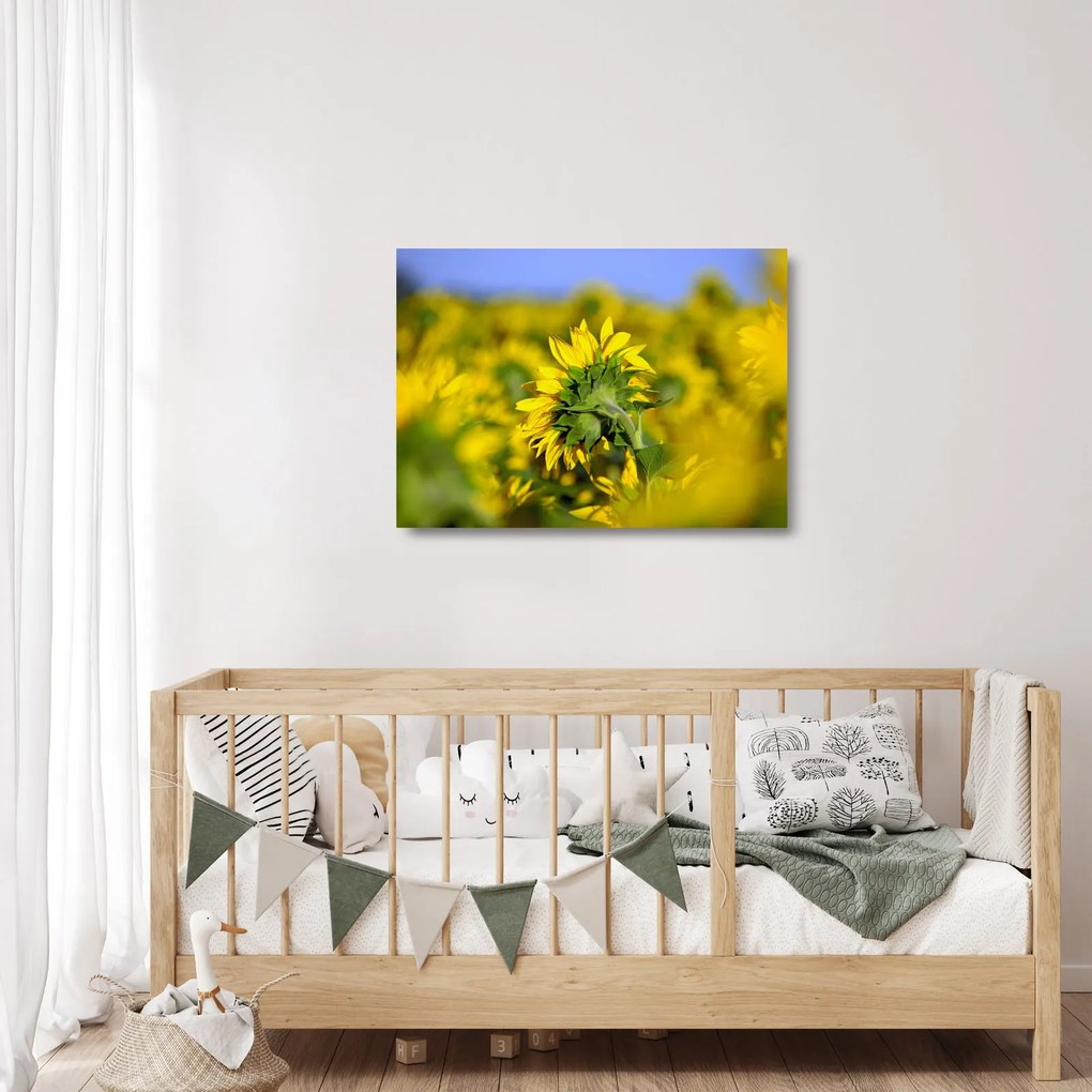 Tablou pe sticlă cu floarea soarelui (70x50 cm)