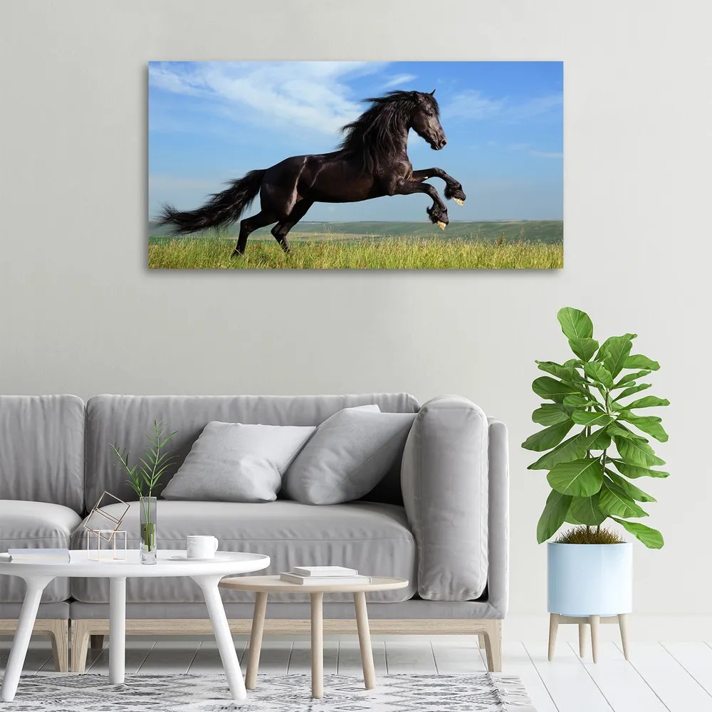 Print pe canvas Cal negru pe pajiște