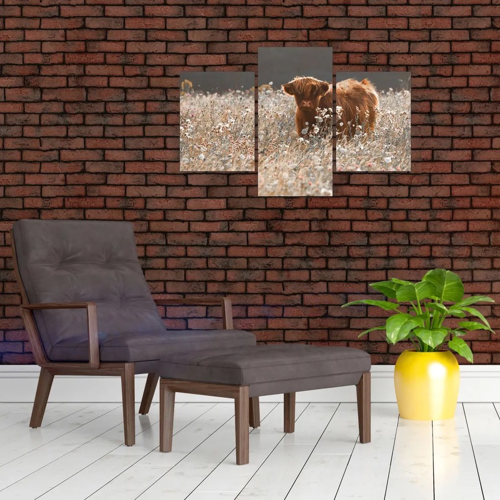 Tablou - Vacă scoțiană (90x60 cm)