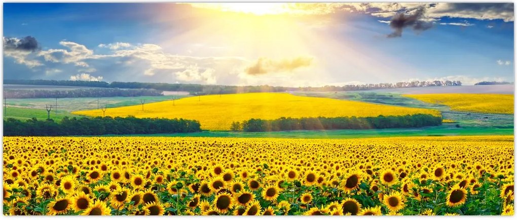 Tablou - Câmp cu floarea soarelui (120x50 cm)
