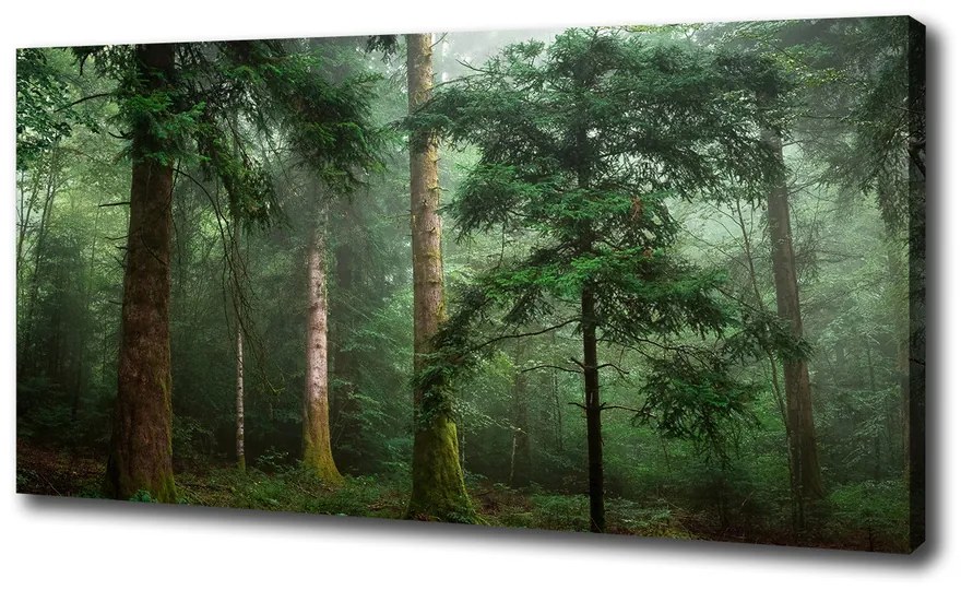 Tablouri tipărite pe pânză Ceață în pădure