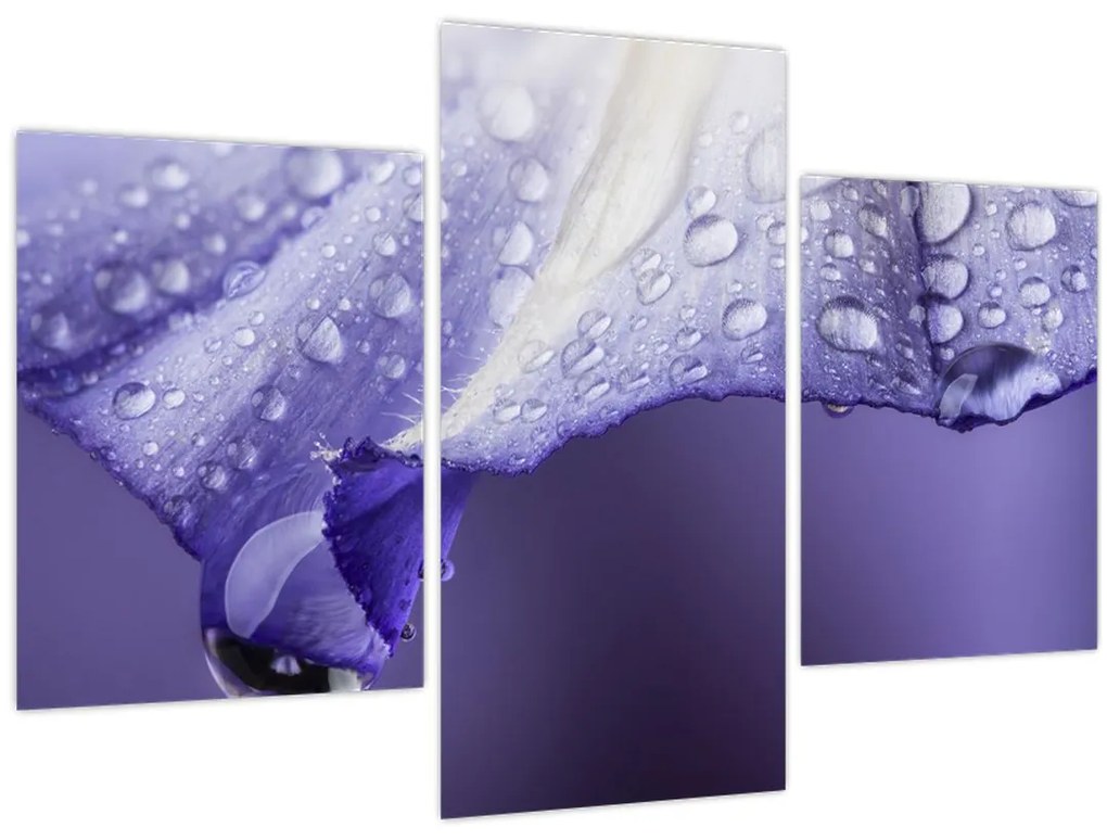 Tablou - Petală cu picături (90x60 cm)