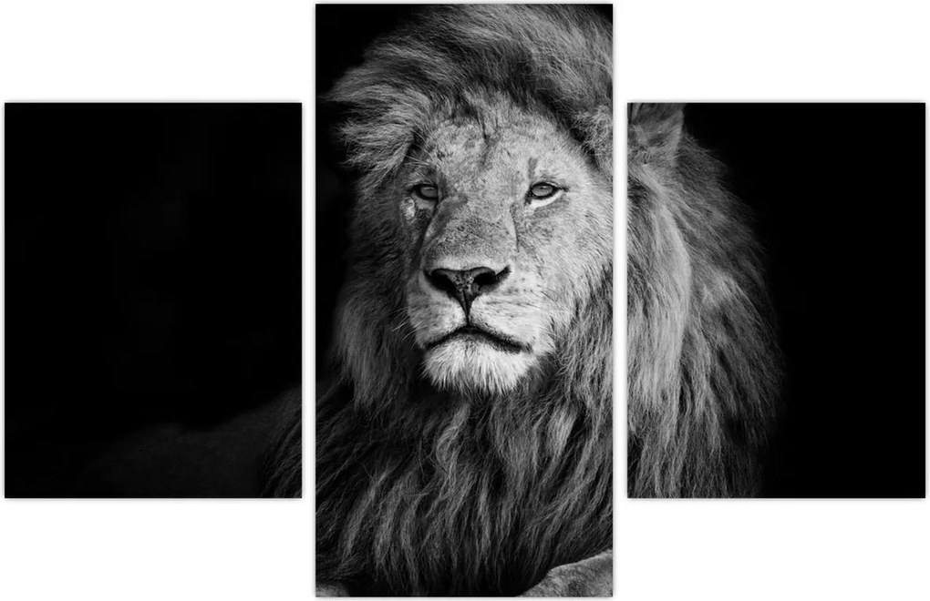 Tablou - Leu, alb și negru (90x60 cm)