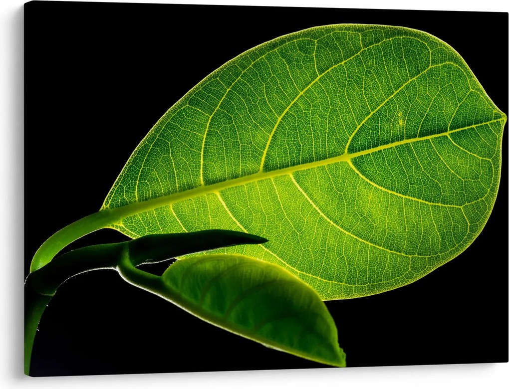 Tablou - frunză verde (70x50 cm)
