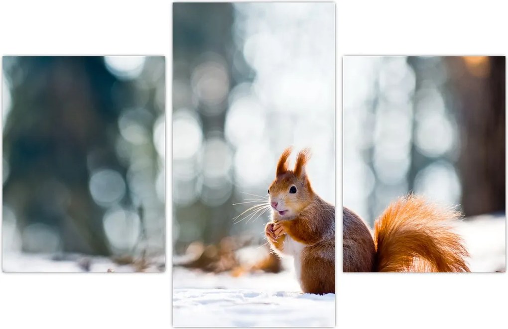 Tablou - Veveriță (90x60 cm)