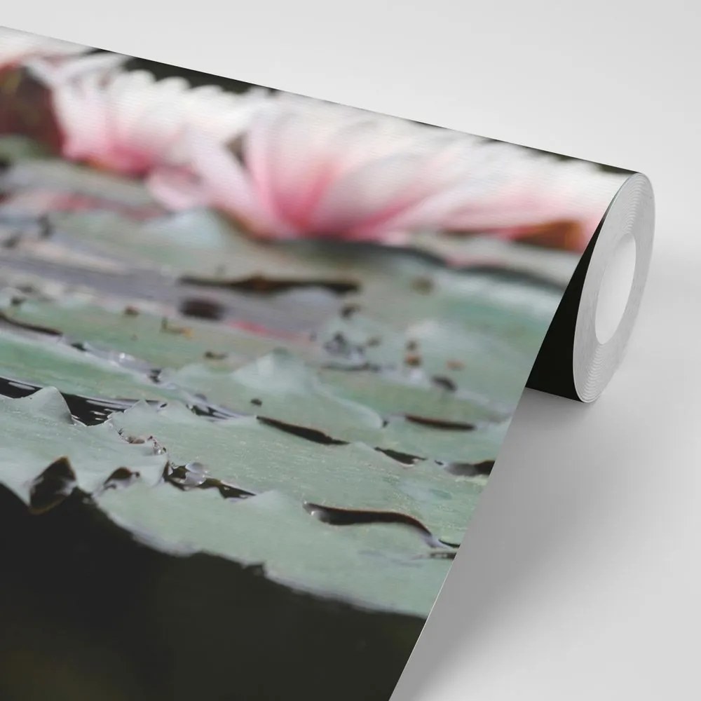 Fototapet autoadeziv floare de lotus
