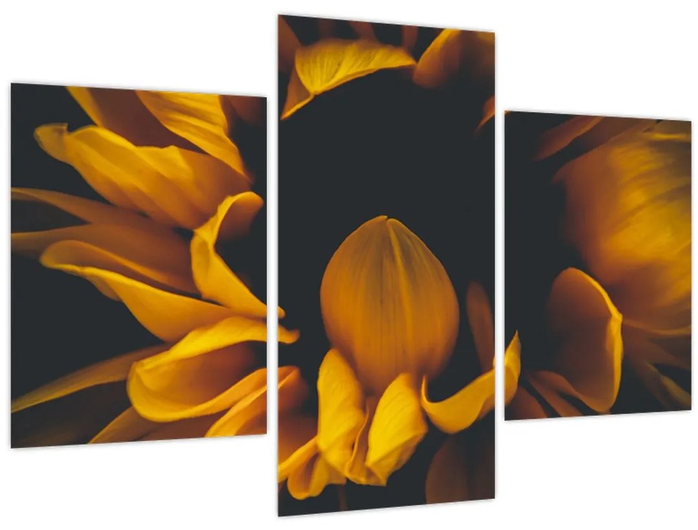 Tablou - Floarea-soarelui în fundal negru (90x60 cm)
