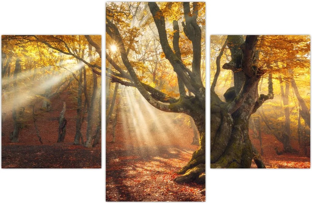 Tablou - Lumina de toamnă (90x60 cm)