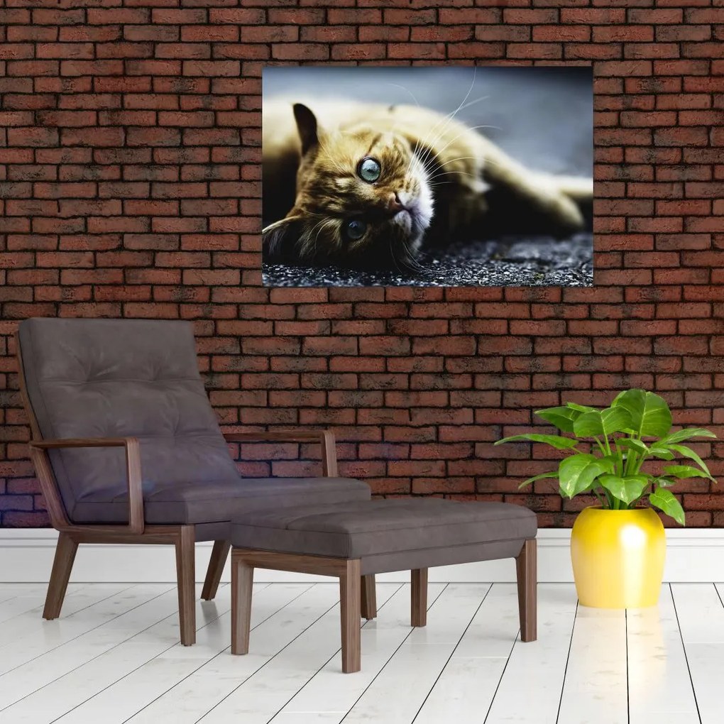 Tablou cu pisica (90x60 cm)