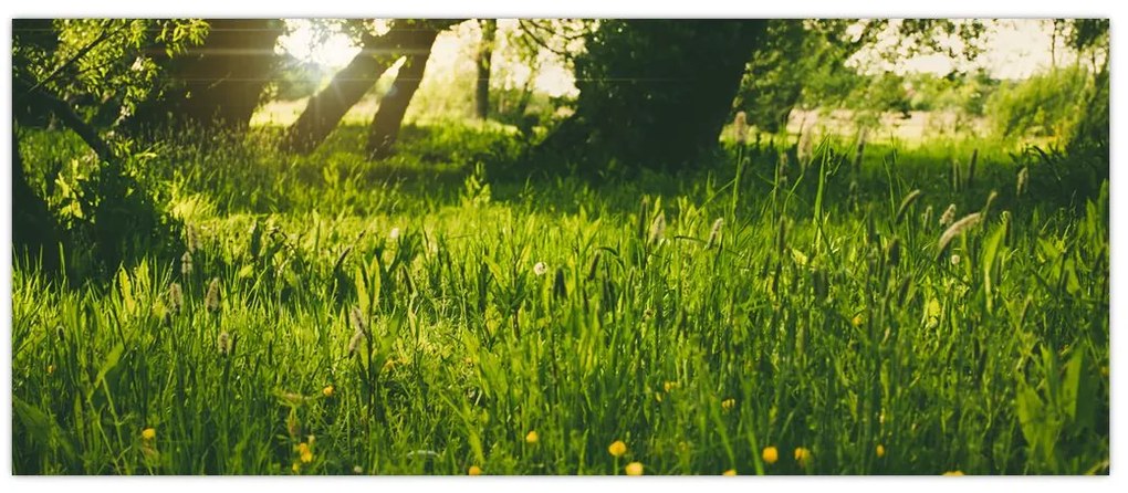 Tablou cu natura - lunca (120x50 cm)