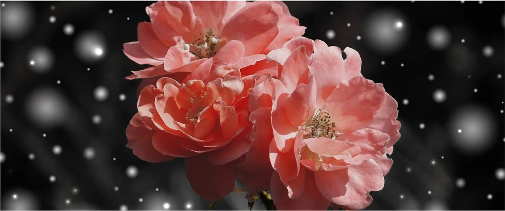 Tabloucu floare roz (120x50 cm)