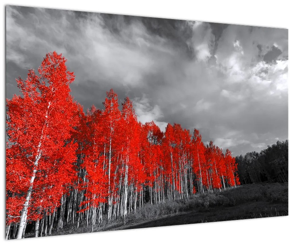 Tablou - Copaci în culorile toamnei (90x60 cm)