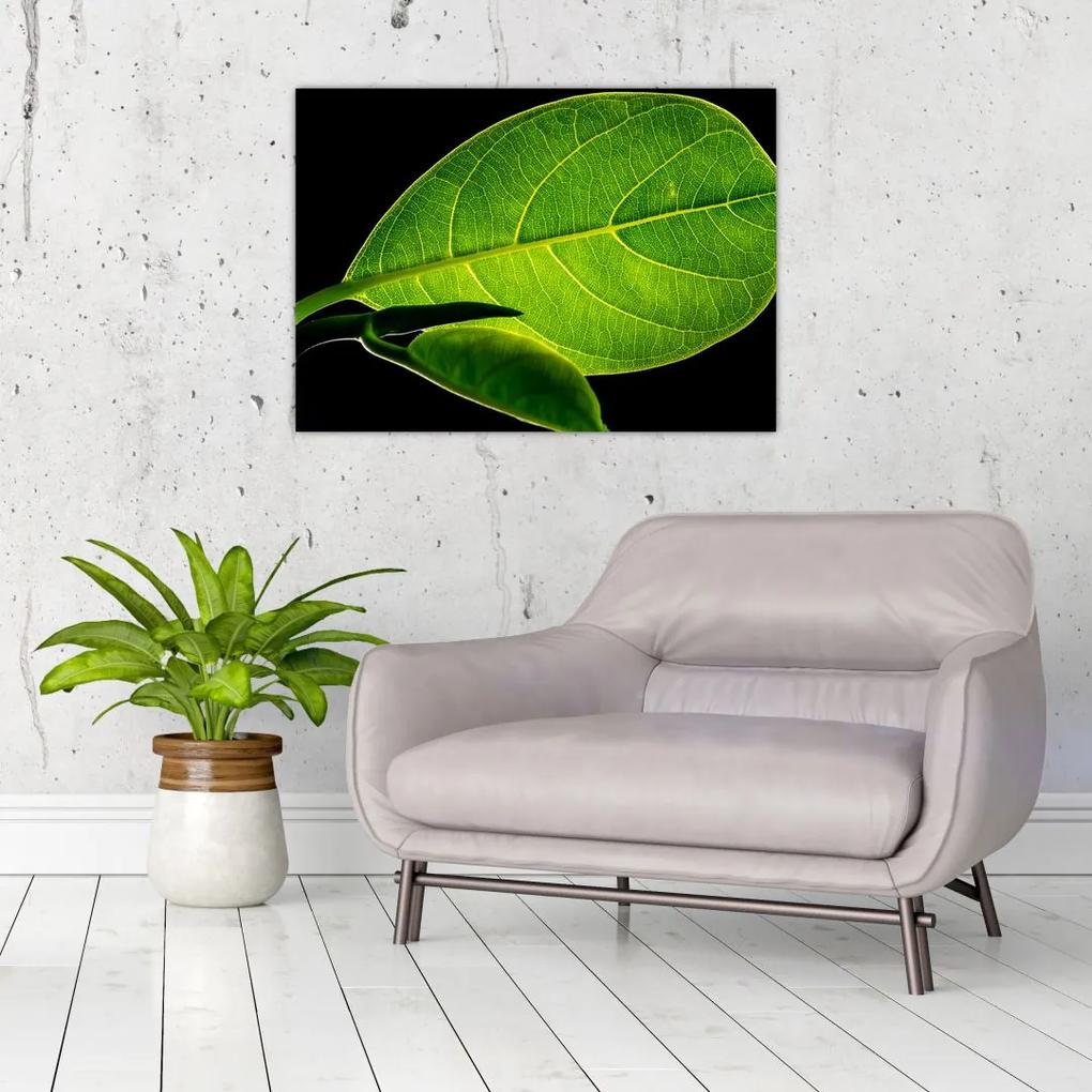 Tablou - frunză verde (70x50 cm), în 40 de alte dimensiuni noi