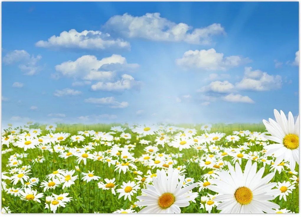 Tablou cu luncă înflorită cu margarete (70x50 cm)