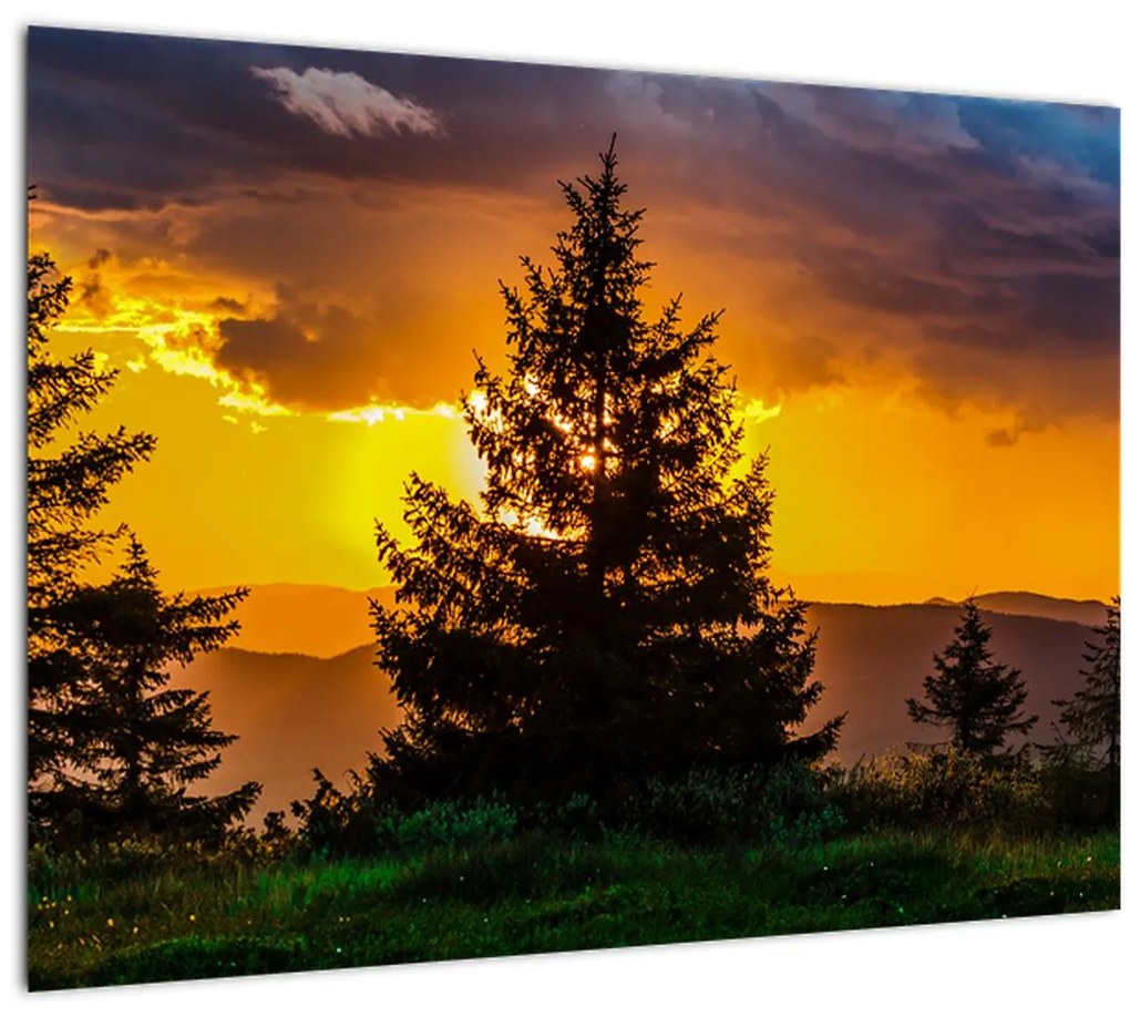 Tablou - coniferi (70x50 cm)