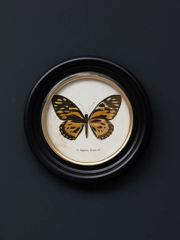 Set 4 tablouri cu fluturi, cu rama din lemn de pin, Butterfly