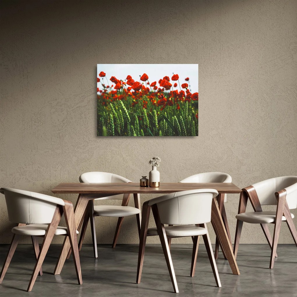 Tablou pe sticlă - Maci în vânt (70x50 cm)