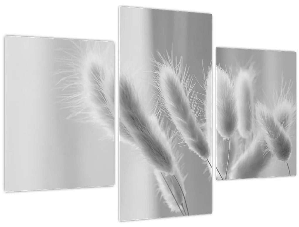 Tablou - Iarbă de coadă de iepure (90x60 cm)