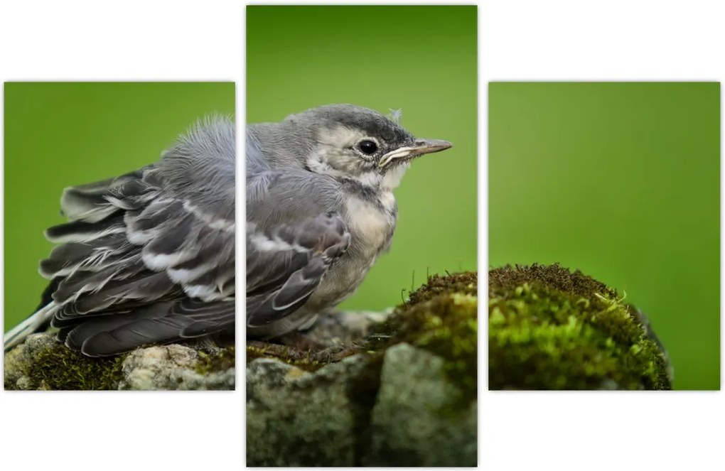 Tablou - Muscarul (90x60 cm)