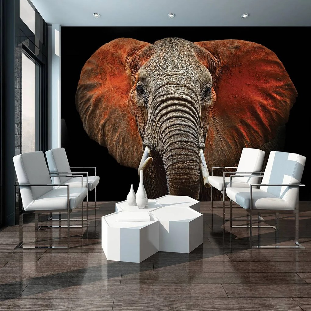 Fototapet - Elefant - urechi roșii (254x184 cm)
