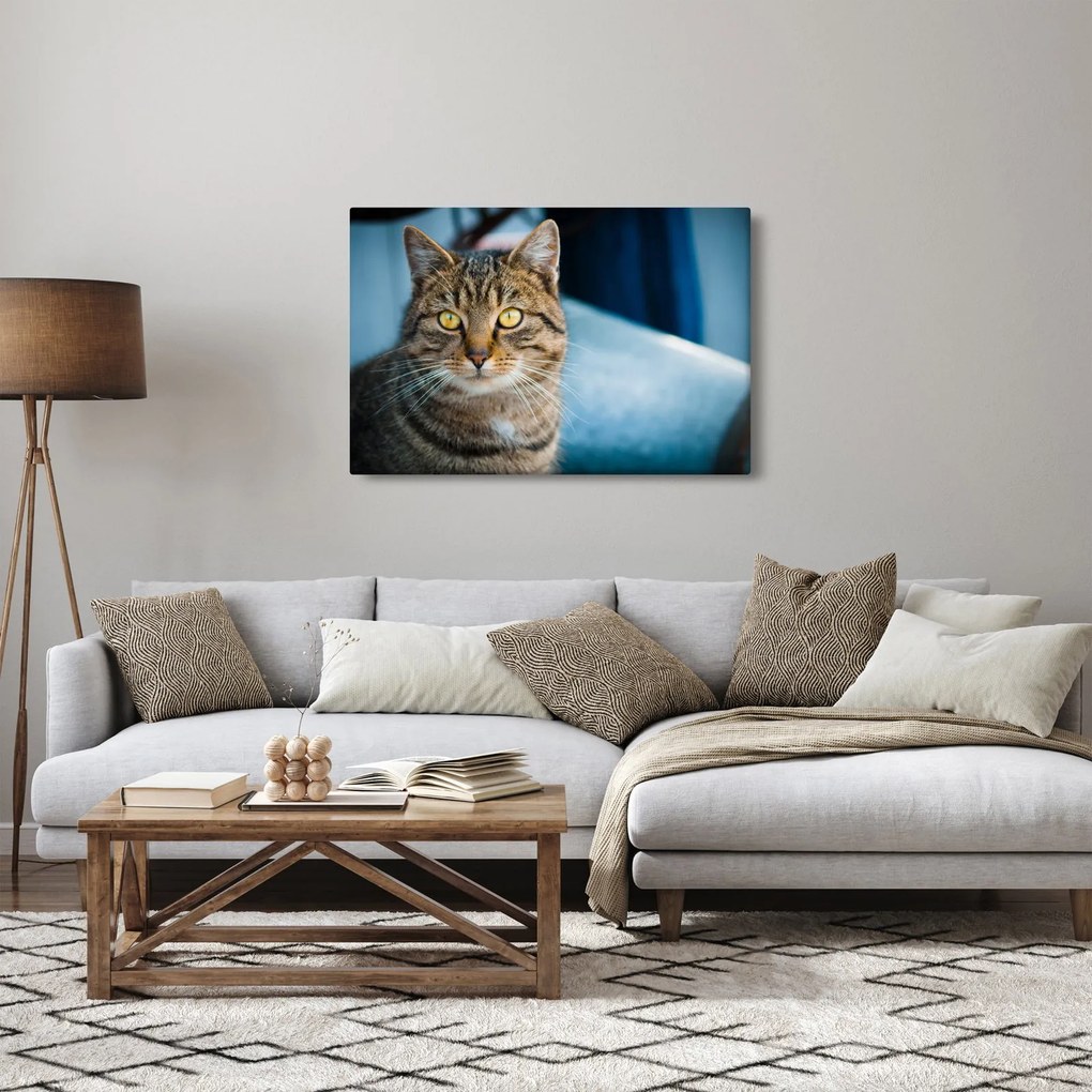 Tablou - Pisica domestică (90x60 cm)