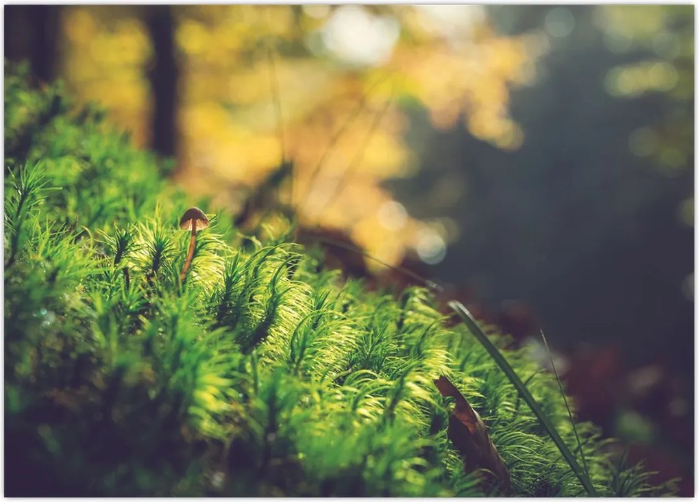 Tablou - Ciupercă și muschi (70x50 cm)