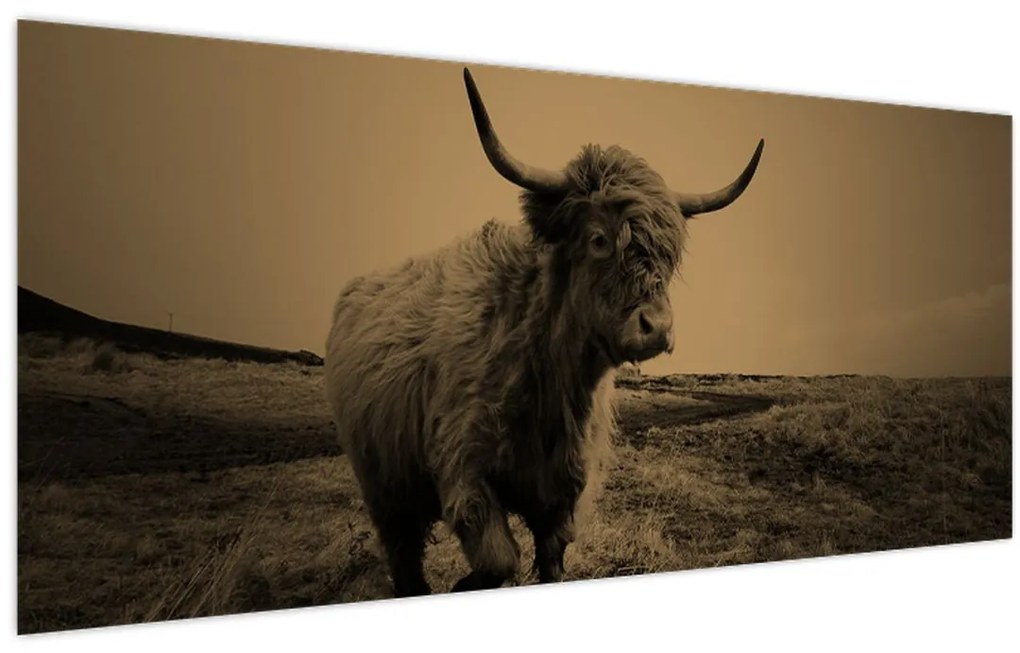 Tablou - Vacă scoțiană pe fugă (120x50 cm)