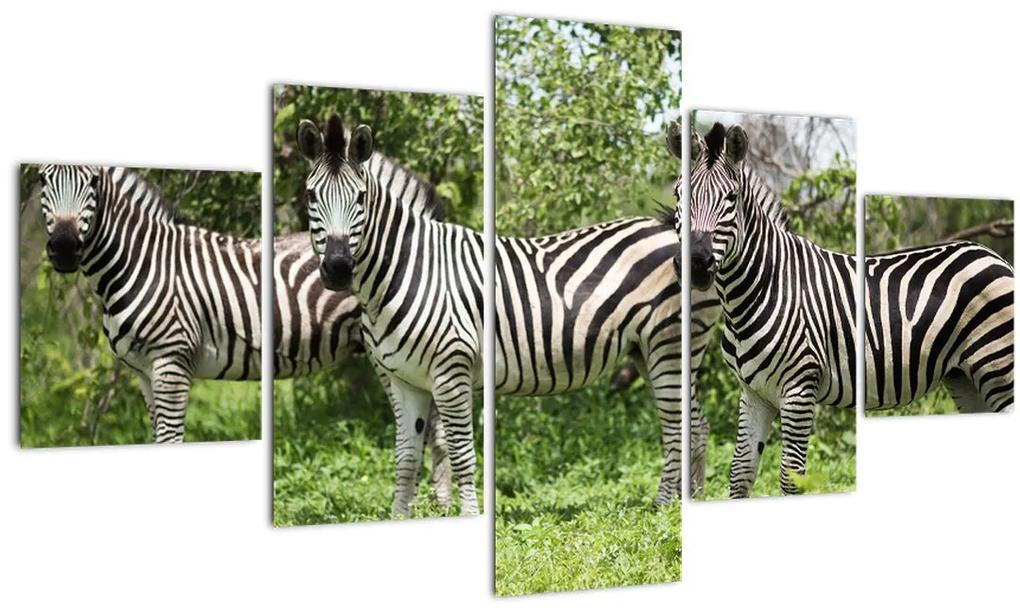 Tablou cu zebre (125x70 cm), în 40 de alte dimensiuni noi
