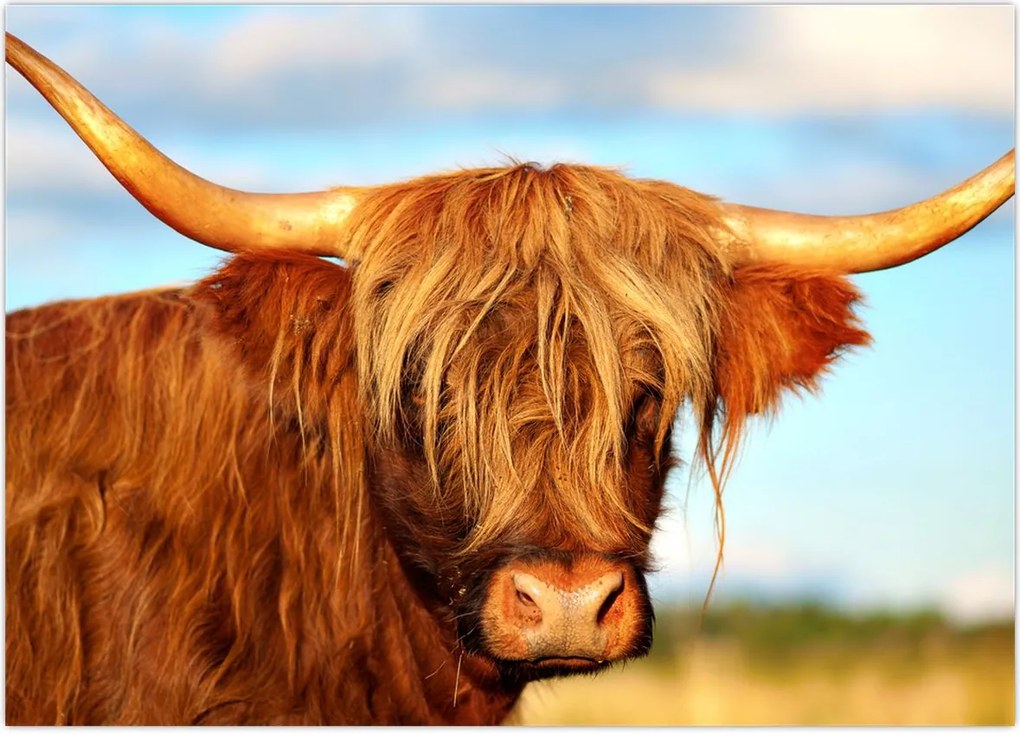 Tablou - Vacă scoțiană (70x50 cm)