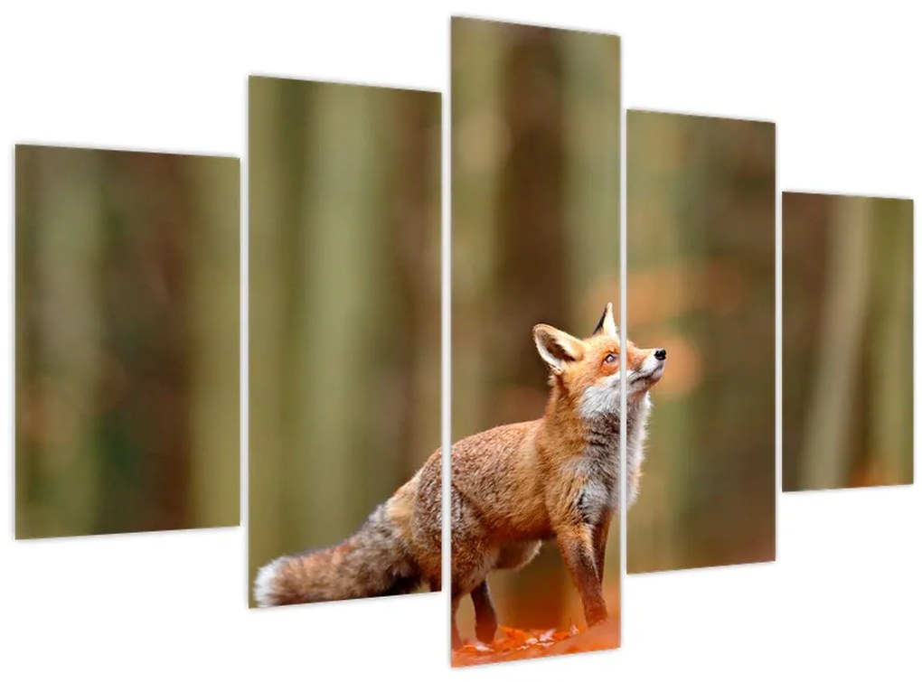 Tablou - Vulpe (150x105 cm)
