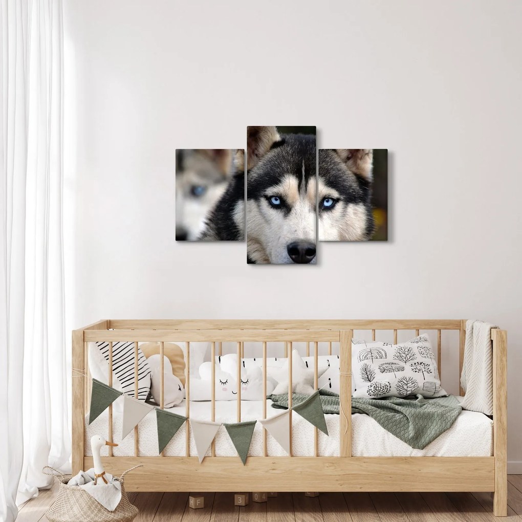 Tablou cu câinele husky (90x60 cm)