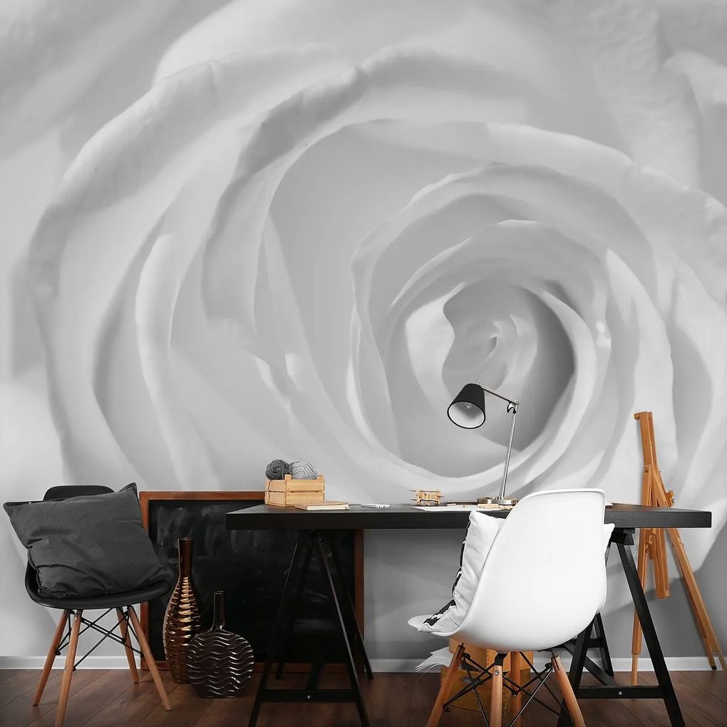 Fototapet - Trandafir alb (152,5x104 cm)