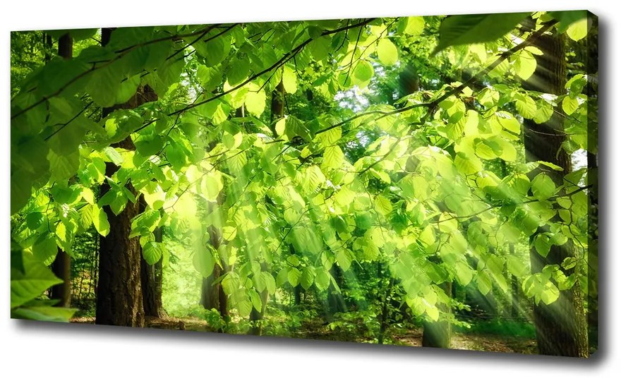 Tablou pe pânză canvas Frunze de fag