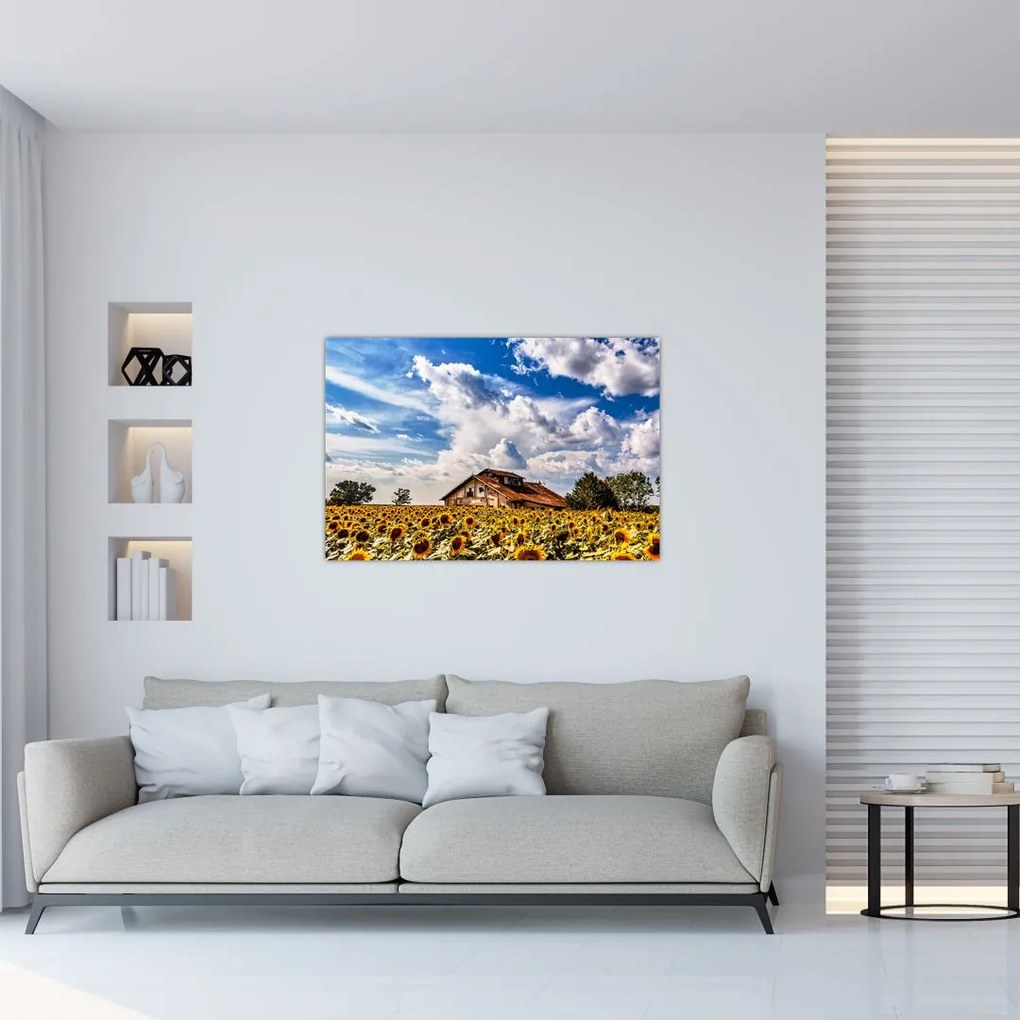 Tablou cu câmp de floarea soarelui (90x60 cm)
