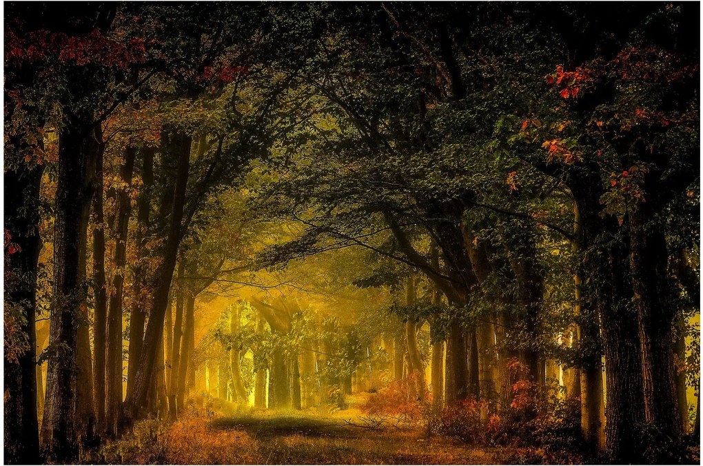 Tablou cu pădure (90x60 cm)