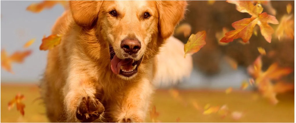 Tablou - Golden Retriever (120x50 cm)