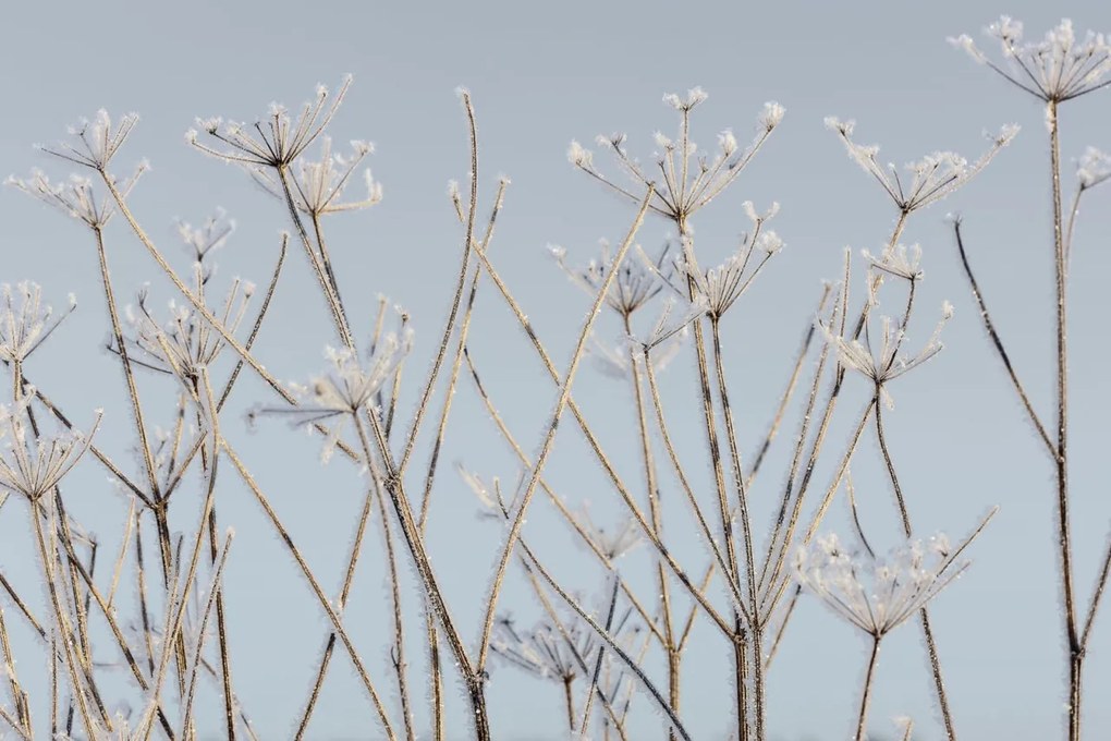 Fototapet, Frostwork, Rebel Walls